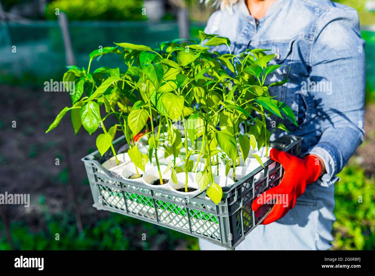 Caja con brotes de pimienta lista para el semillero en las manos de una mujer. Plantones de primavera. Cuidado de plantas. Riego y trasplante de verduras en una parcela personal. Foto de stock