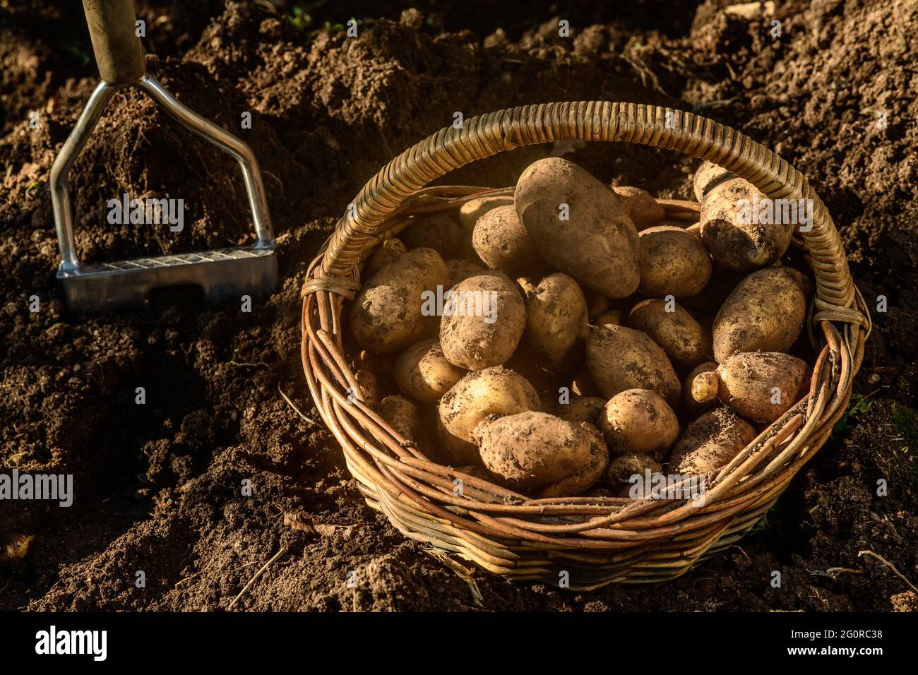 El suelo rico en estiércol animal y avícola resulta en una cosecha de patatas magníficas Foto de stock