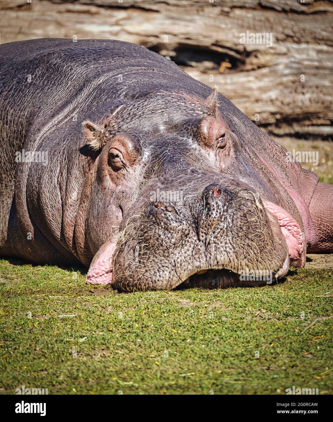 Un hipopótamo (Hippopotamus amphibius) del Zoo de Berlín. Estos paquidermos son generalmente muy relajados. Foto de stock