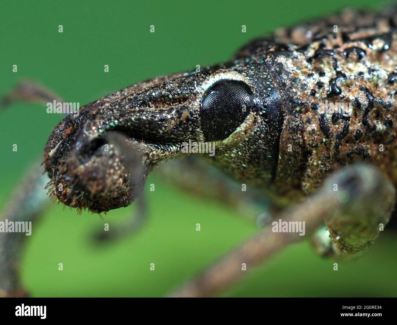 Weevil, (Rhinoscapha dohrni), Isla Al Morotai, Indonesia, Stacked Focus, coloque la muestra, de cerca mostrando el ojo compuesto Foto de stock