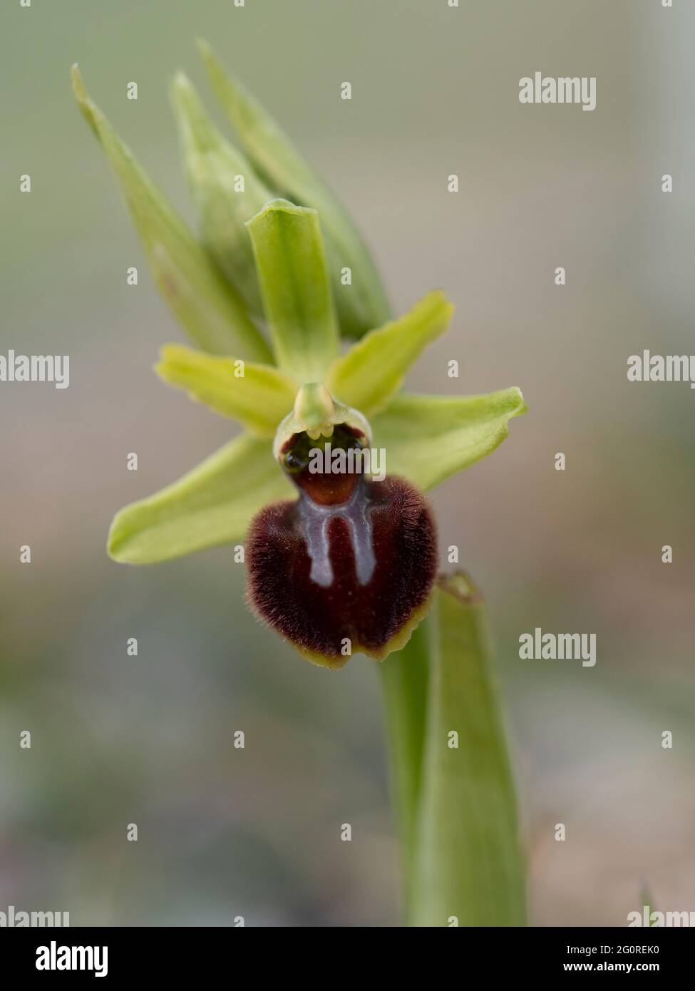 Early Spider Orchid (Ophrys sphegodes) Samphire Hoe, Dover, KENT Reino Unido, Foto de stock