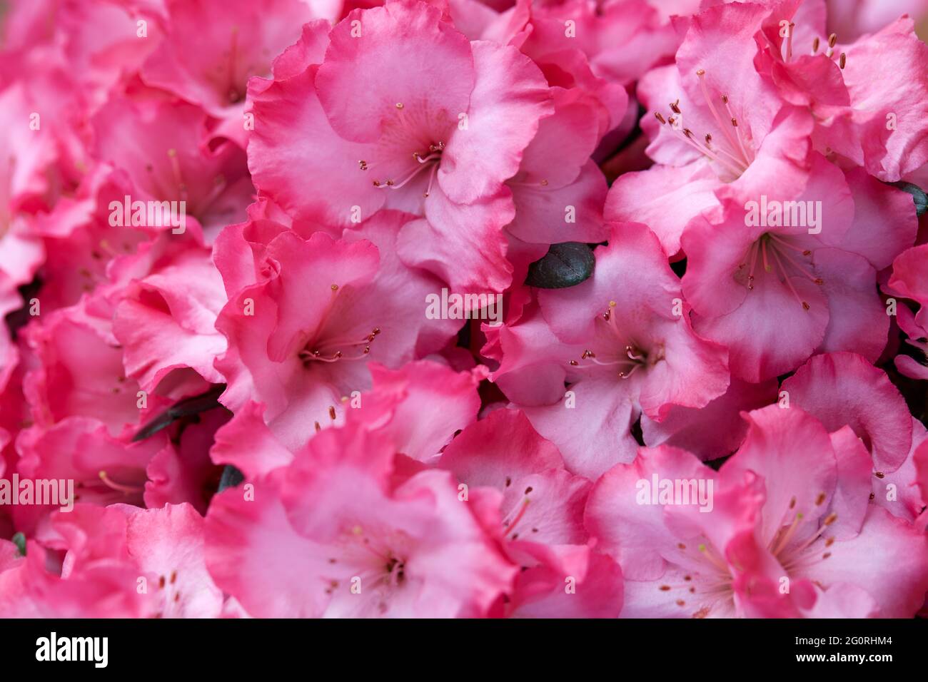 Rosa azalea flores macro textura fondo Foto de stock