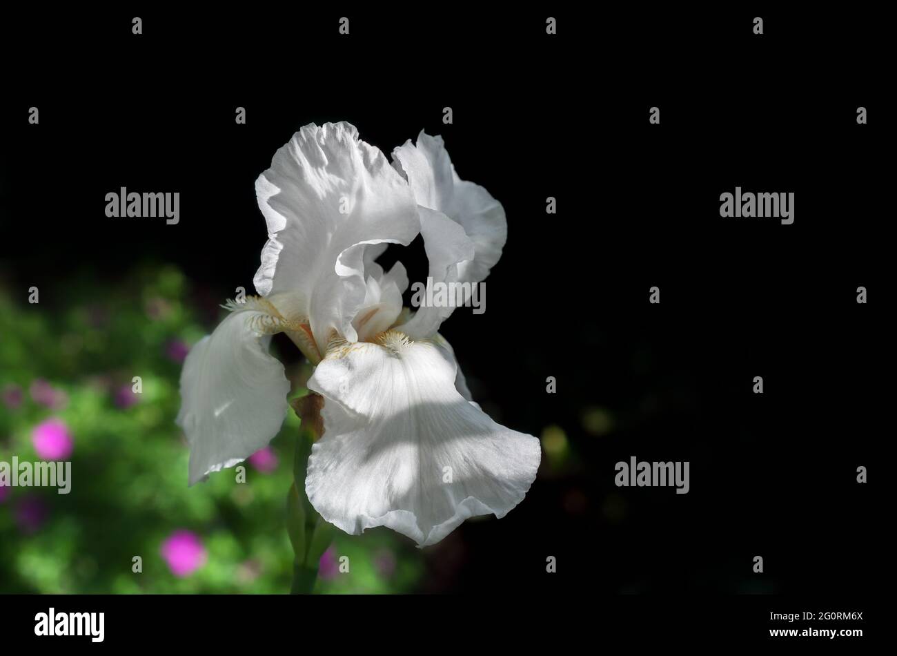 El iris blanco florece a la sombra del jardín de verano. Fondo desenfocado, enfoque selectivo Foto de stock