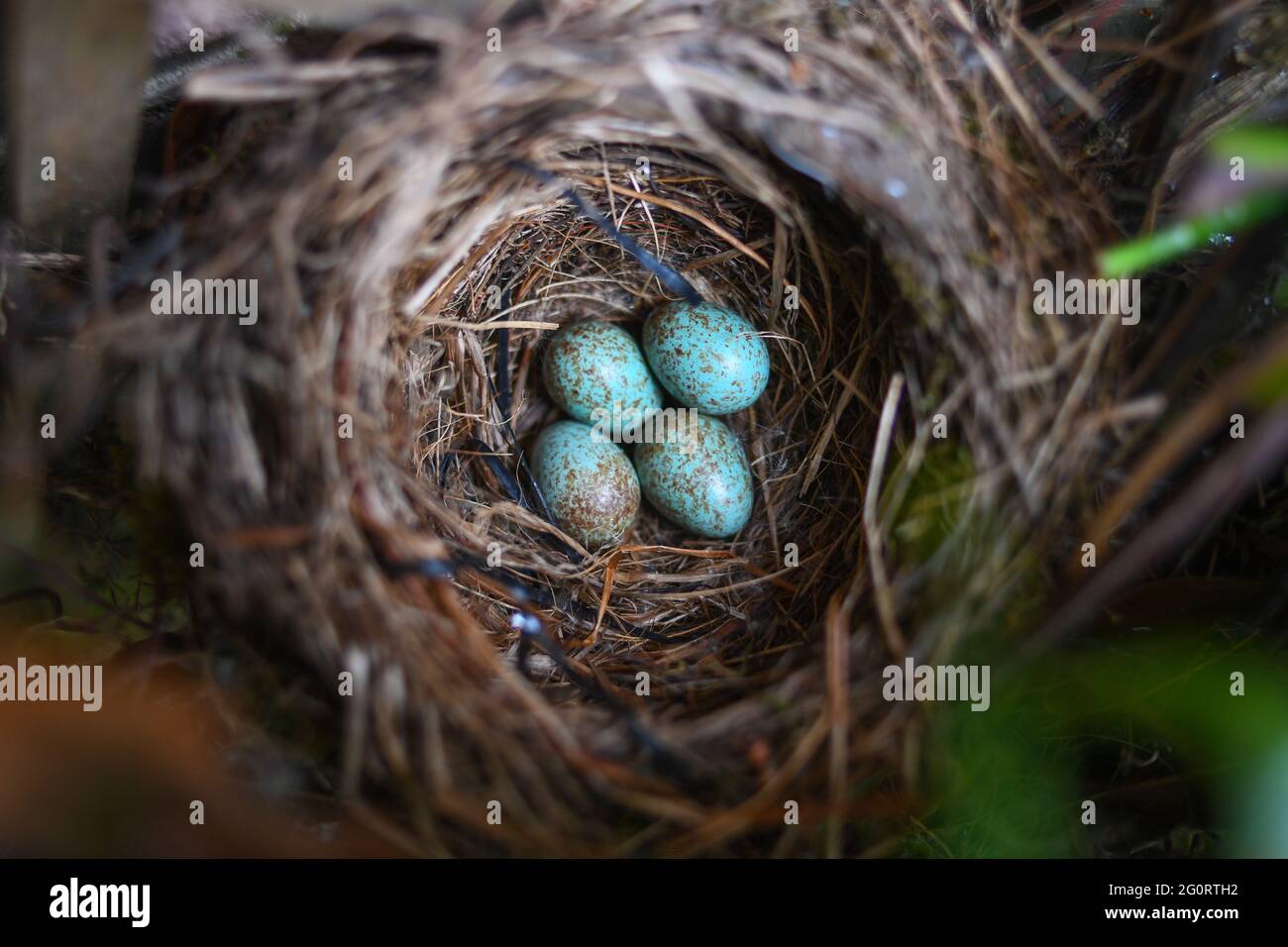 Un nido abandonado de Blackbird con cuatro huevos en un jardín británico, el nido está bajo una ventana en un jardín frontal de una casa con un perro persiguiendo aves Foto de stock