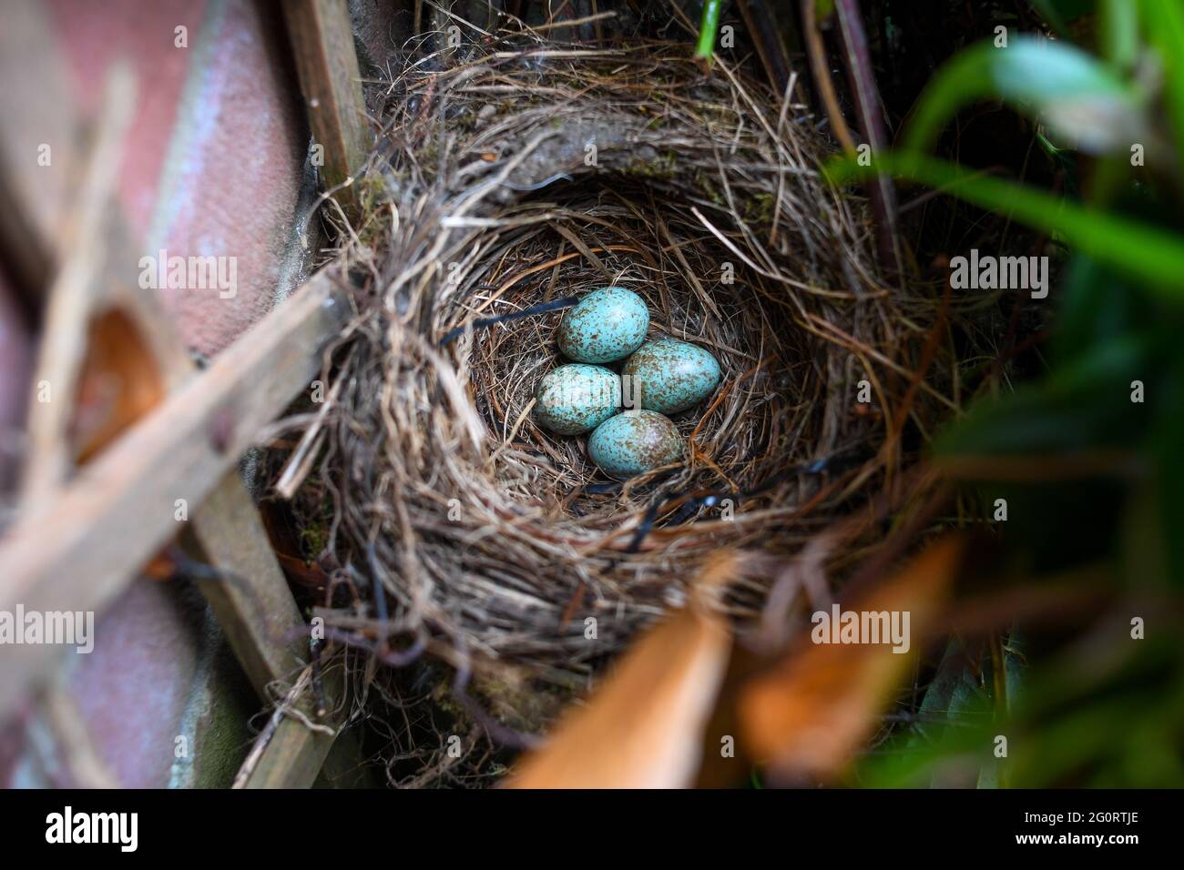 Un nido abandonado de Blackbird con cuatro huevos en un jardín británico, el nido está bajo una ventana en un jardín frontal de una casa con un perro persiguiendo aves Foto de stock