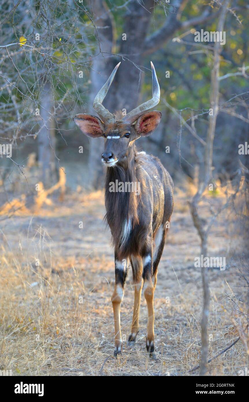 La vida natural en África. Nyala toro mirando cámara en Limpopo, Sudáfrica Foto de stock