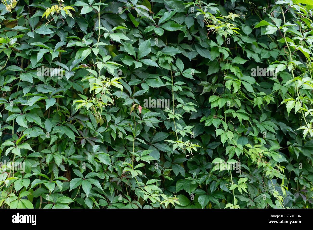 Exuberante follaje de Virginia enredada en la pared Foto de stock
