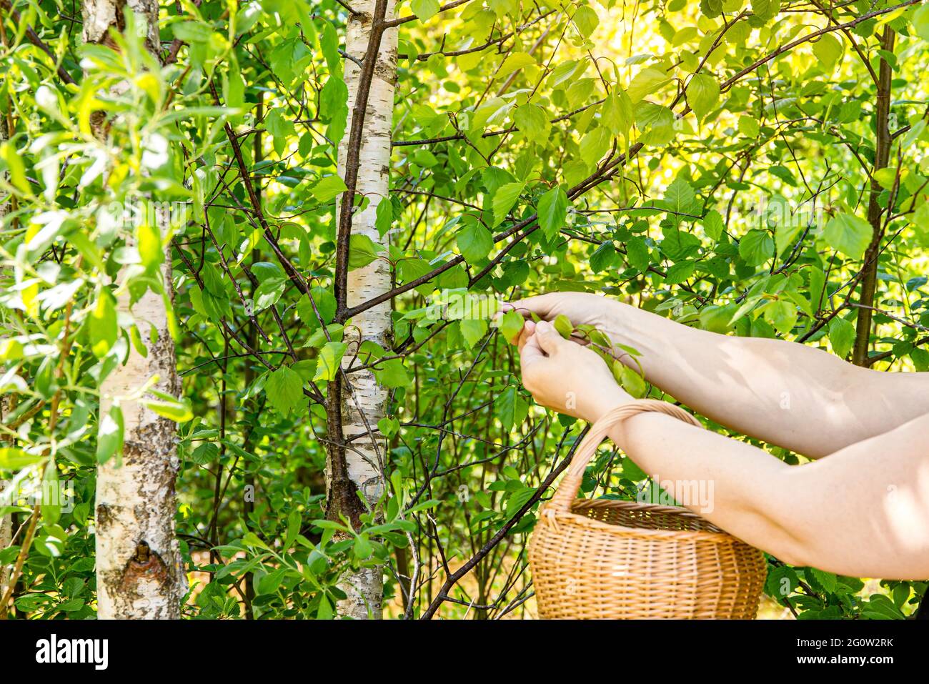 Vista de cerca de las manos de la persona recogiendo hojas de abedul fresco (Betula) para marsopas medicinales herbarias al aire libre en primavera en el día soleado. Foto de stock