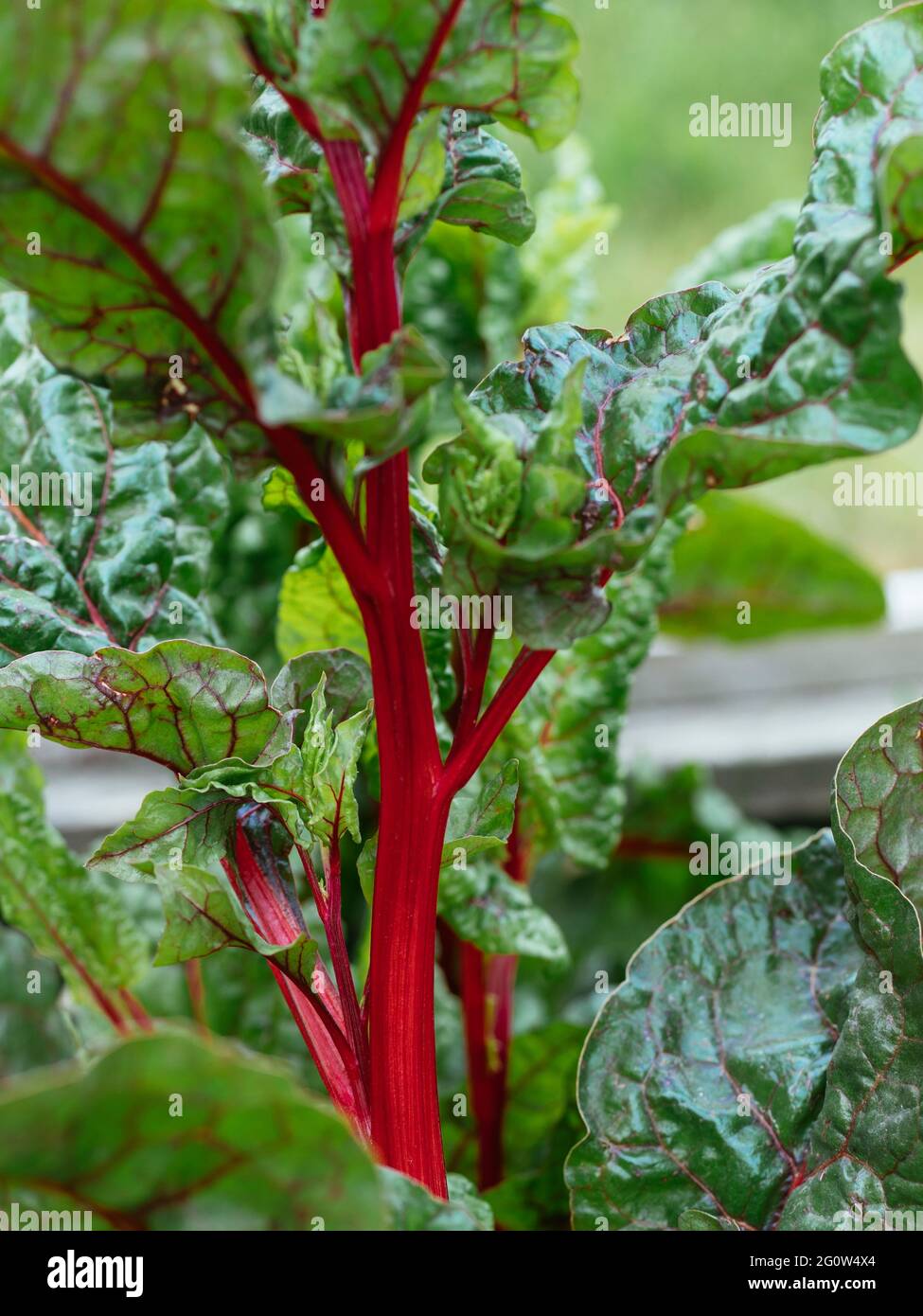 rojo-tallo suizo acelga (var. Rojo vulkan) en un jardín. Foto de stock