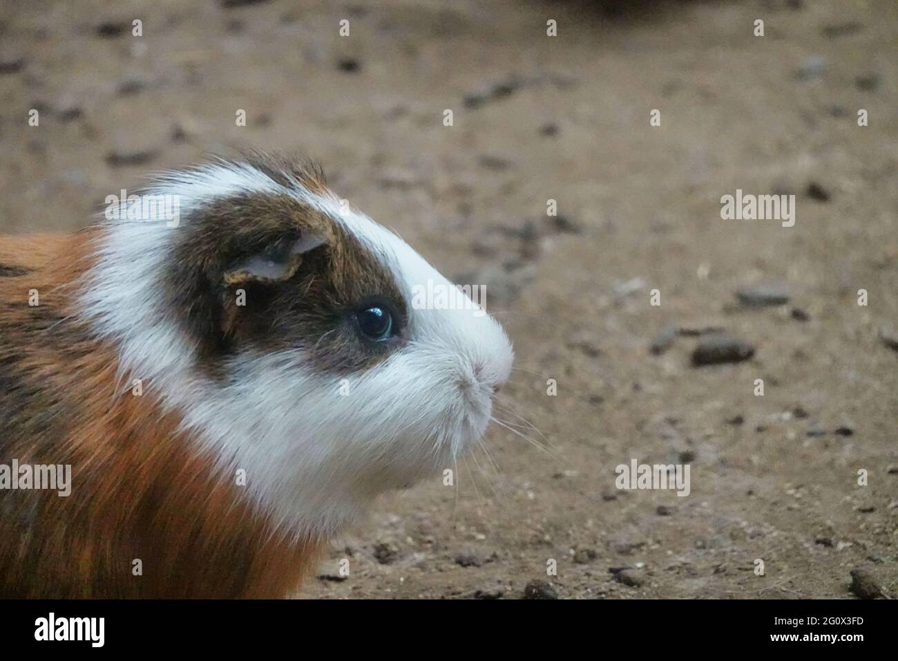 Vista lateral de un pequeño hámster peludo en el suelo fuera Fotografía de  stock - Alamy