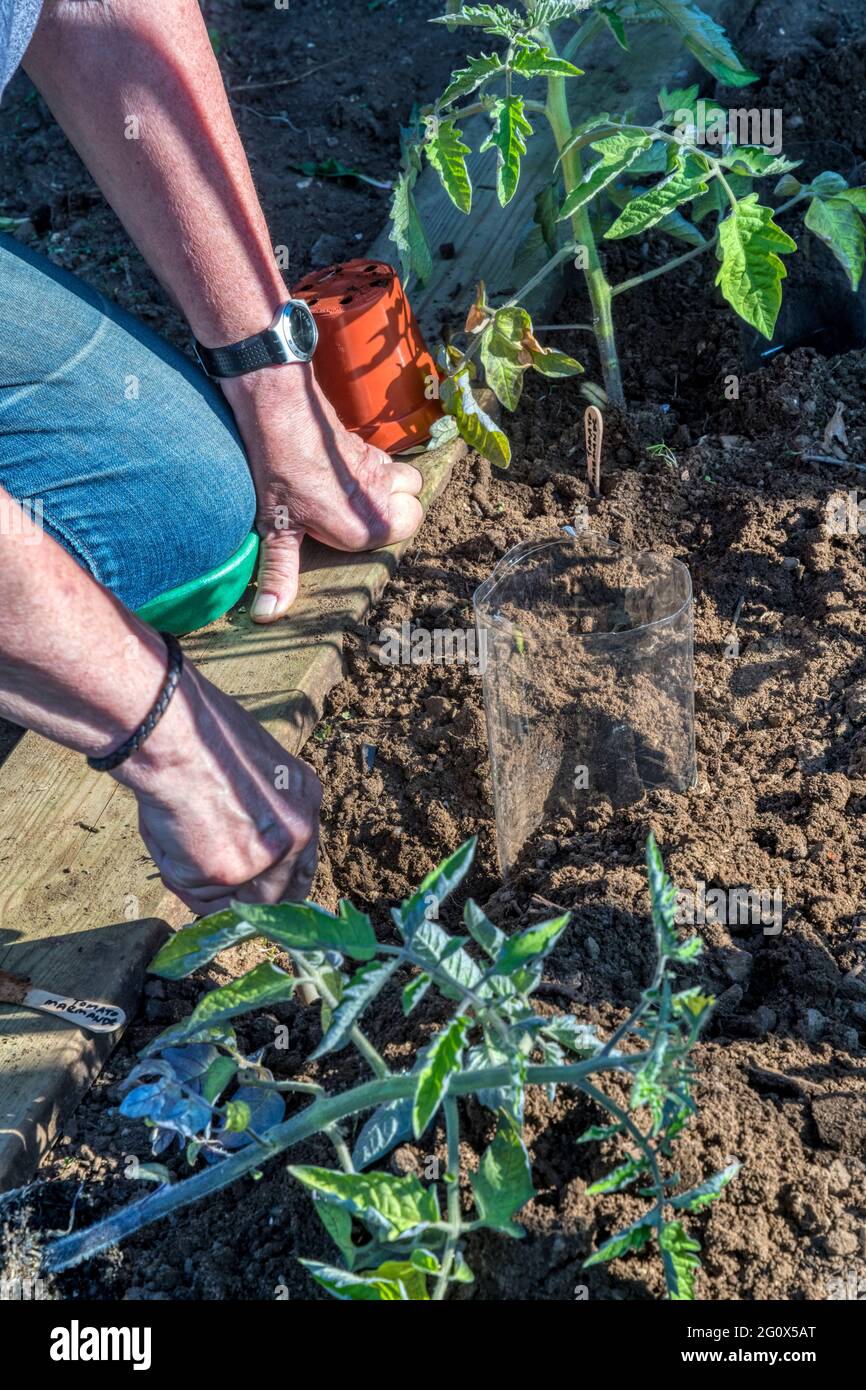 Mujer hundiendo botella de plástico al lado de plantas de tomate recién plantadas, para permitir el riego directamente alrededor de las raíces. Foto de stock