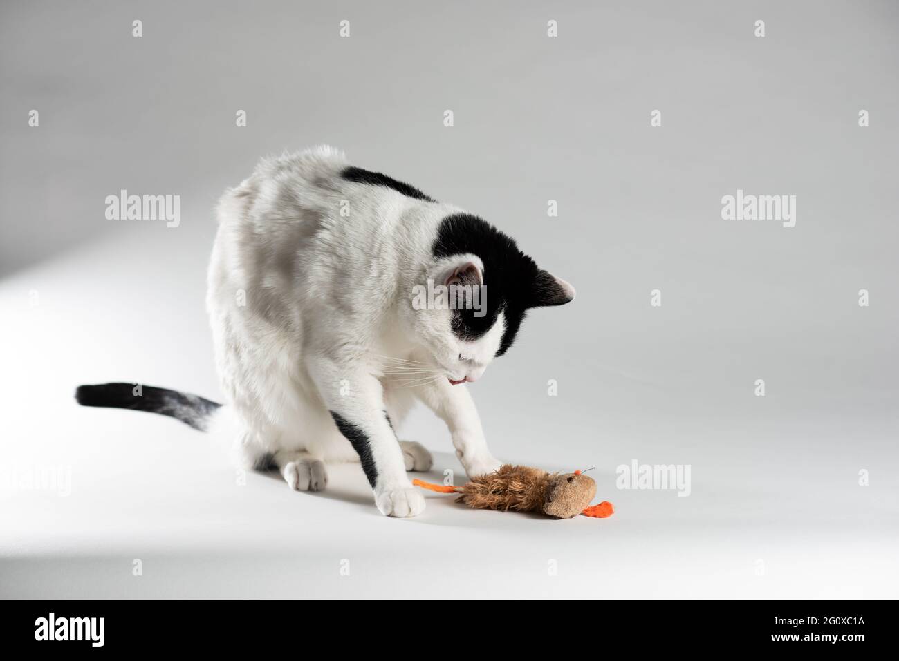 Gato blanco y negro sobre fondo blanco jugando con ratón de juguete. Vista lateral Foto de stock