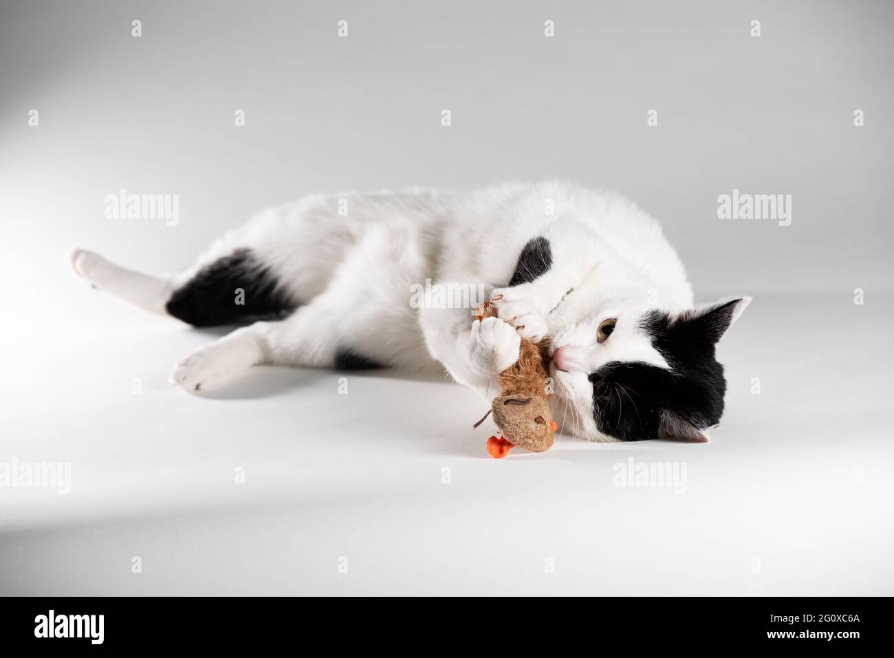Gato blanco y negro sobre fondo blanco jugando con ratón de juguete. Vista lateral Foto de stock