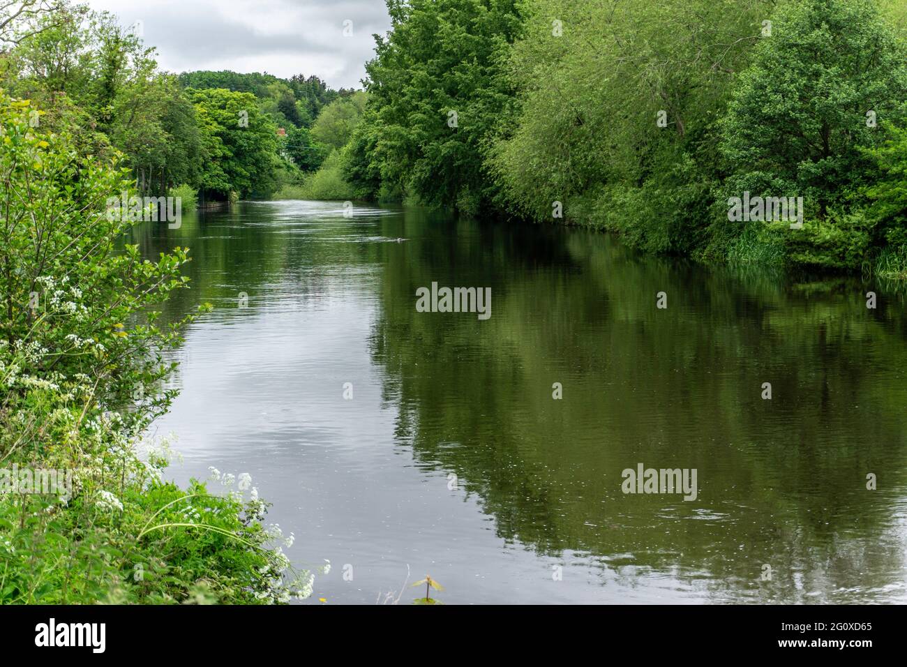La exuberante vegetación a lo largo de las orillas del río Liffey cerca de Chapelizod en Dublín, Irlanda. Foto de stock