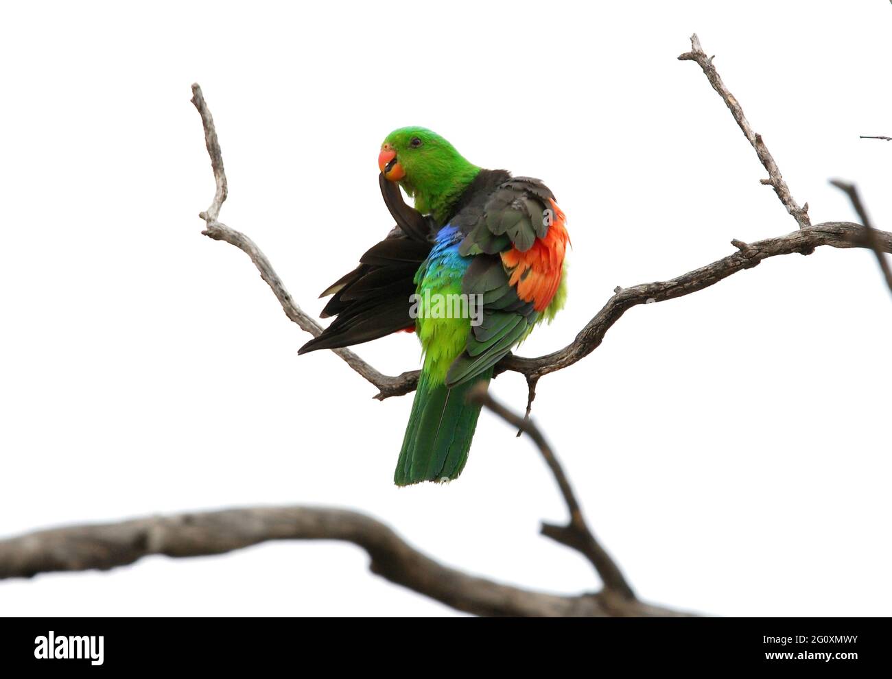 Parrot de alas rojas (Aprosmictus erythropterus erythropterus) macho encaramado en el ala del árbol muerto que preenera al sureste de Queensland, Australia Enero Foto de stock