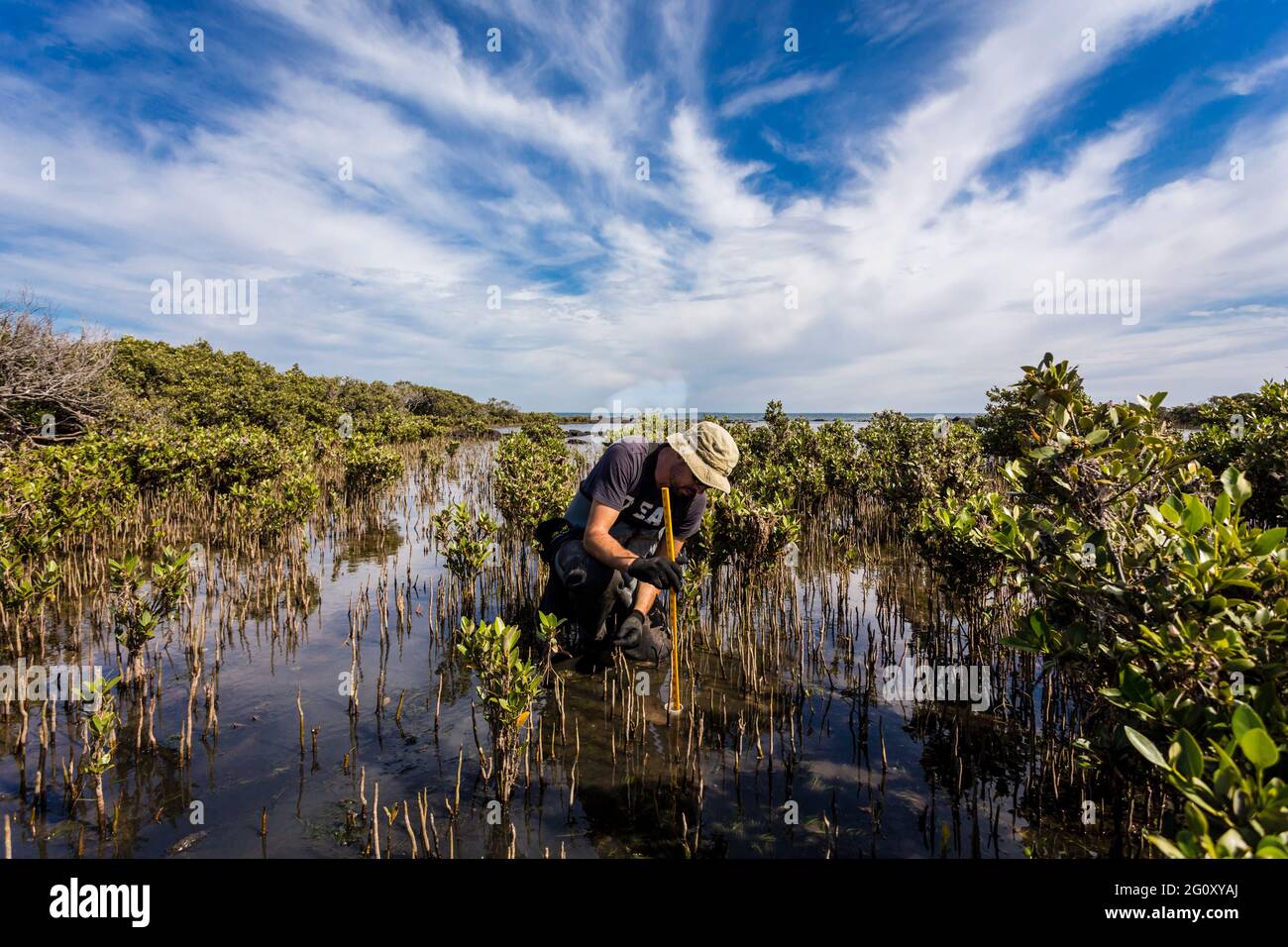 Científico recolectando un núcleo de sedimento para evaluar las tasas de secuestro de carbono en el sedimento de los manglares. Foto de stock