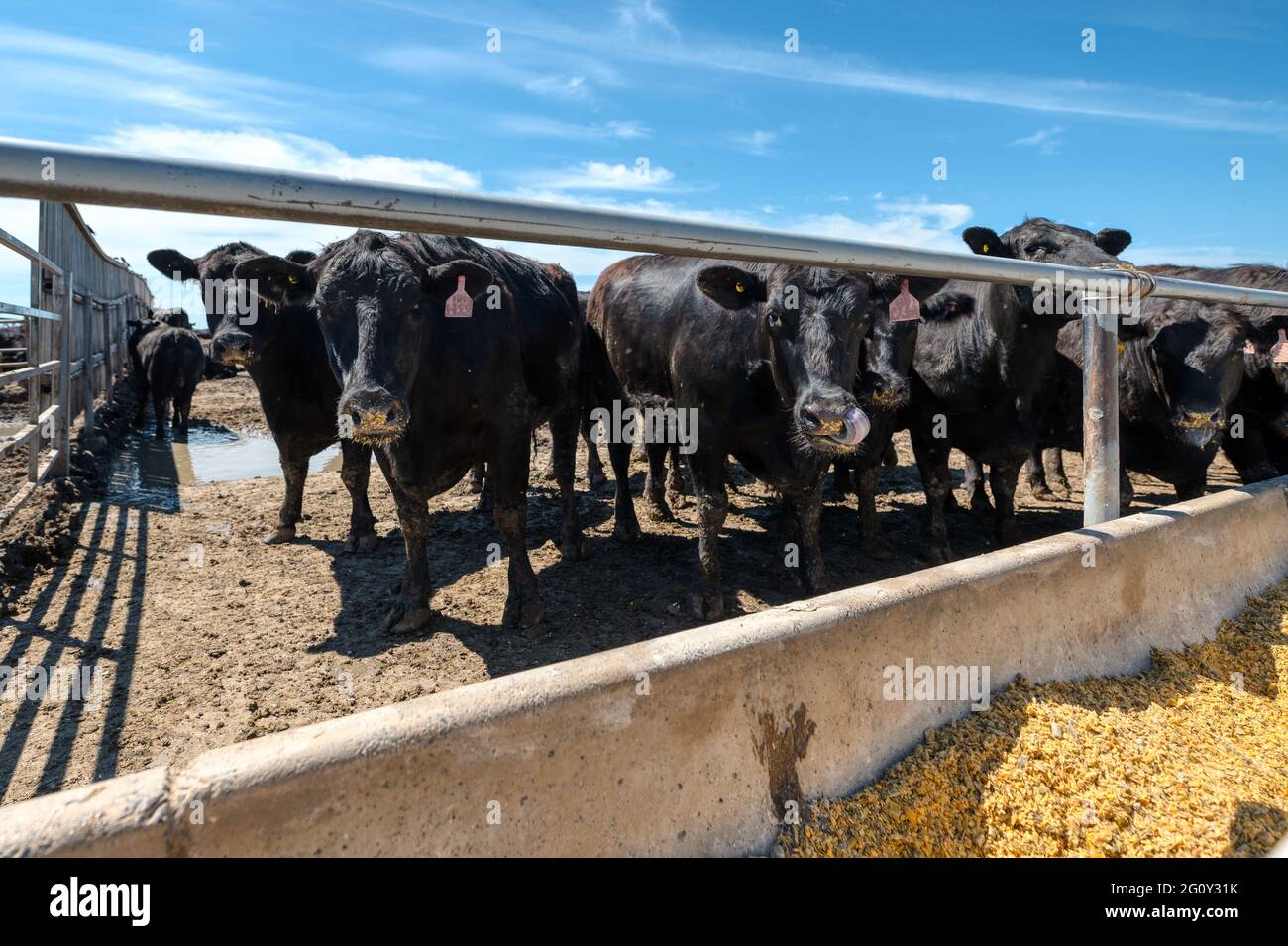 Vaca negra en el pasto. Foto de stock