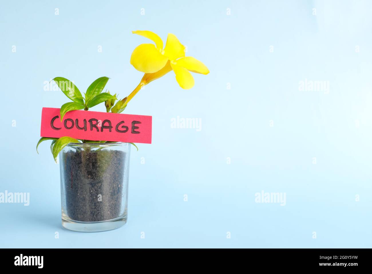 Crecer y nutrir el concepto de coraje. Planta en maceta con flor sobre fondo azul con espacio de copia. Foto de stock