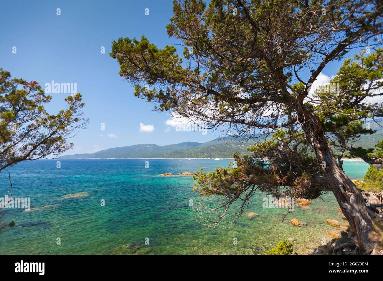 Los pinos crecen en la costa de la playa de Cupabia. Paisaje costero de la isla de Córcega en un soleado día de verano, Francia Foto de stock