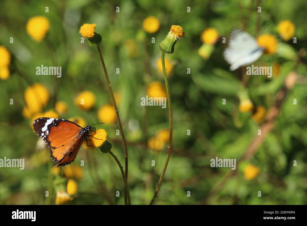 Mariposa monarca chupar néctar de una flor amarilla. Foto de stock