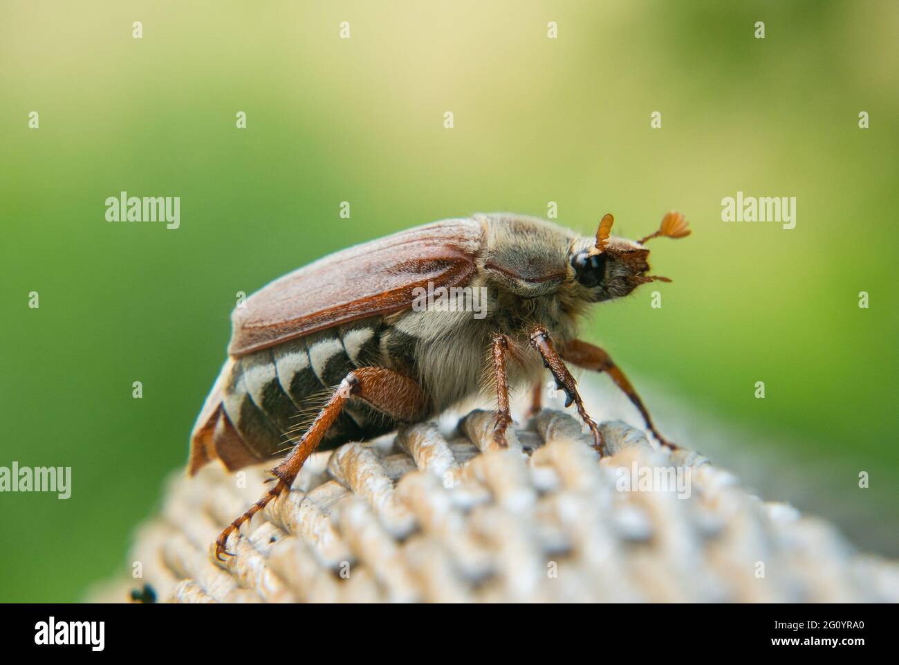 Primer plano de un Cockchafer, un escarabajo grande, en la parte posterior de una silla de ratán Foto de stock