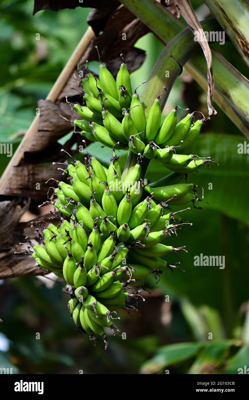 los plátanos verdes e inmaduros se amontonan en los árboles Foto de stock