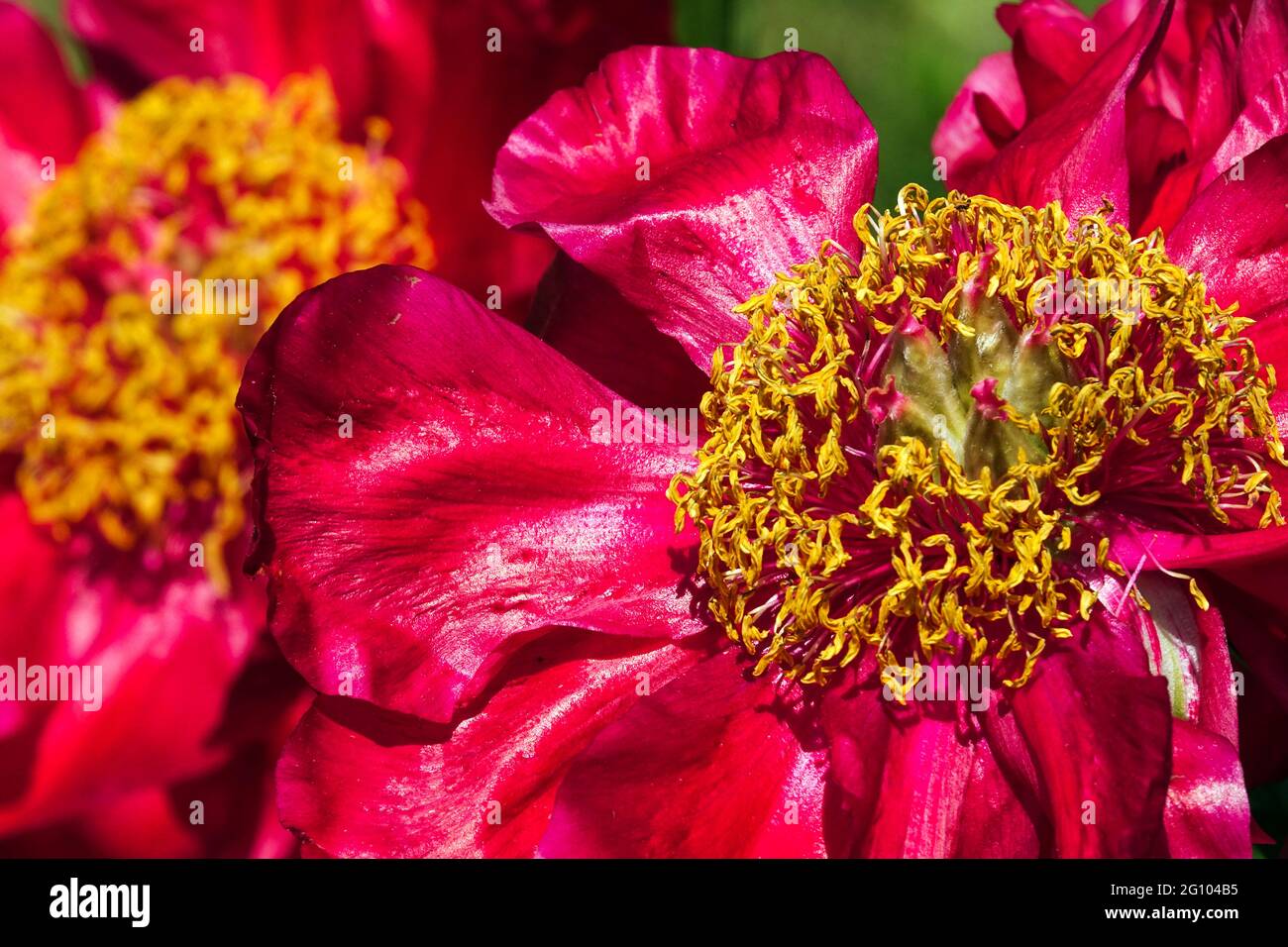 Flor de peonías rojas cerca Paeonia Barrington Belle, centro amarillo Foto de stock