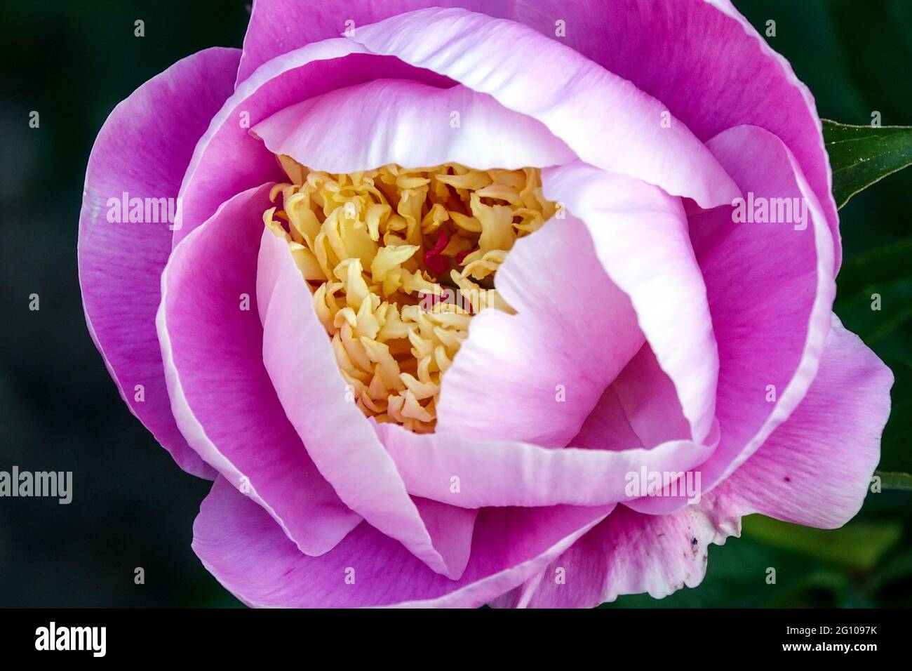 Copa de belleza en forma de rosa flor Fragante vibrante planta de apertura de la taza Foto de stock