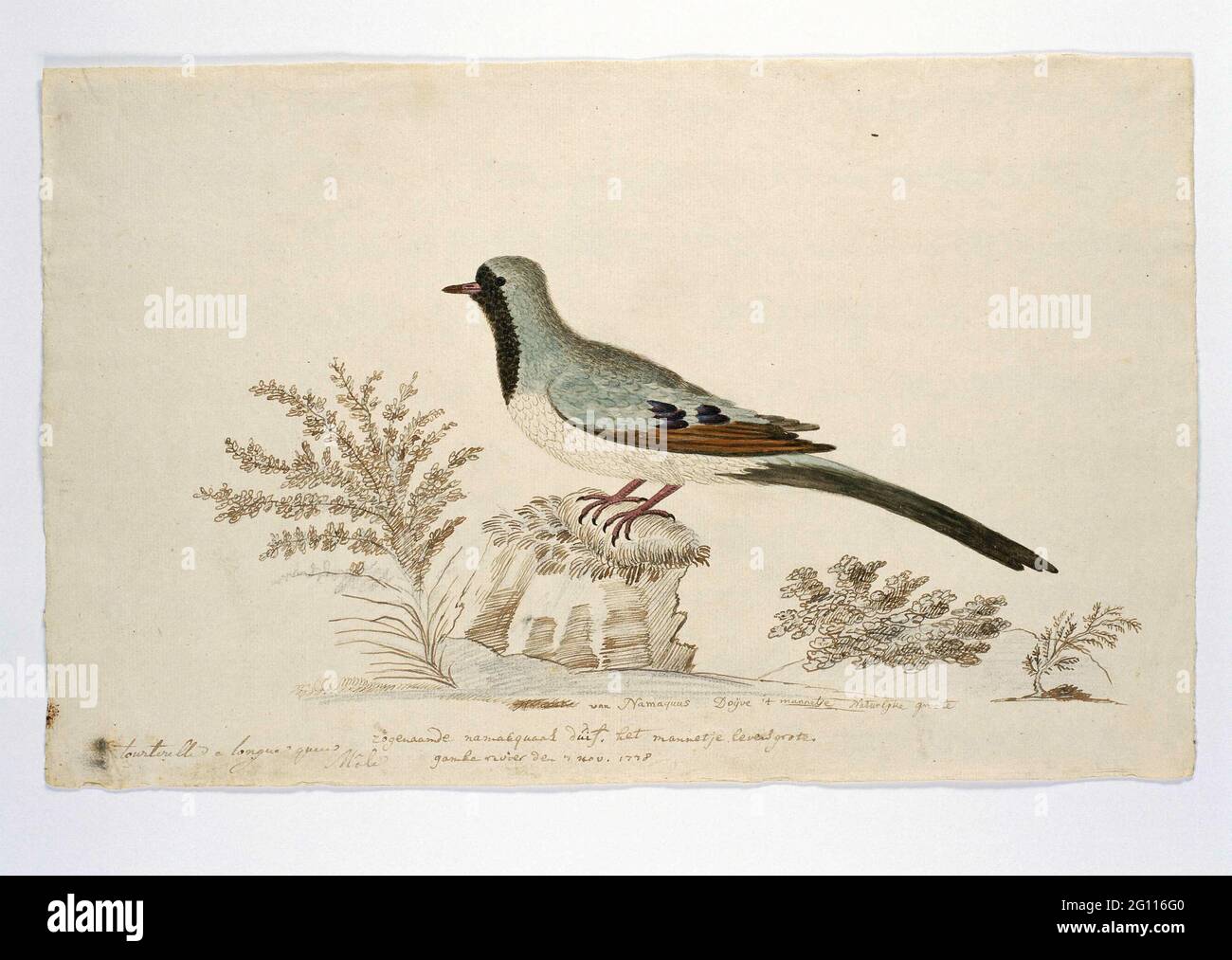 Oena capensis (Namaqua Dove). Estudio Vogel: Namaqua Pigeon (Oena capensis); tiene Mannetje, en tamaño real. Foto de stock