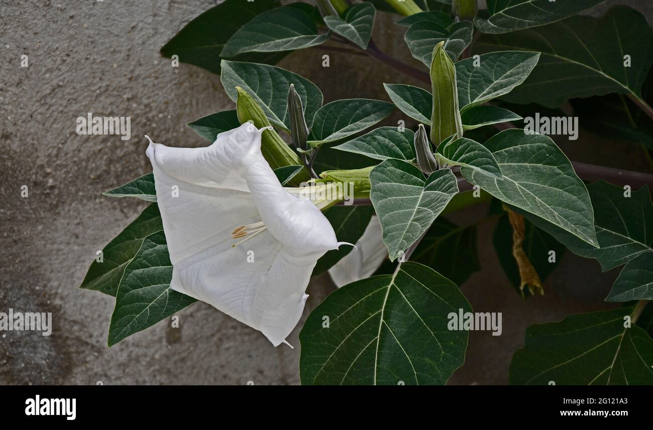 Primer plano de la floración Ipomoea Alba, Moonflower creciente salvaje Foto de stock