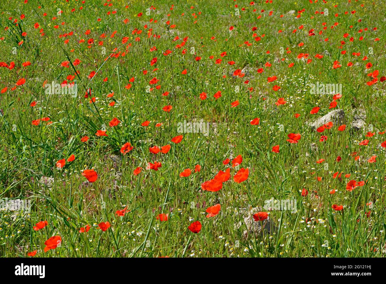 Poppies florecientes que crecen salvajes en la campiña de Chipre Foto de stock