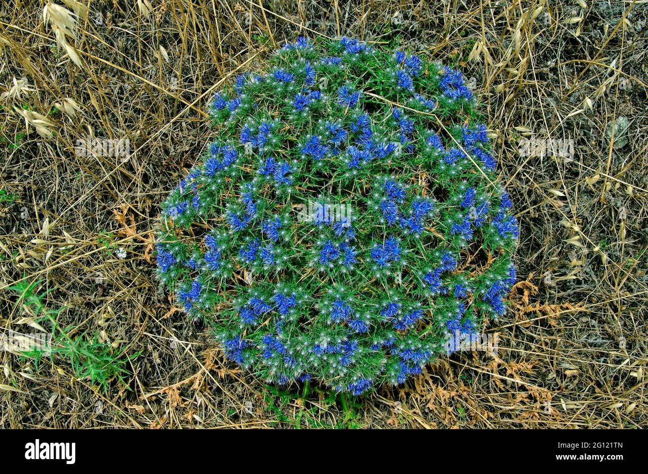 Flores Cardopatium corymbosum Creciendo salvaje en la campiña de Chipre Foto de stock