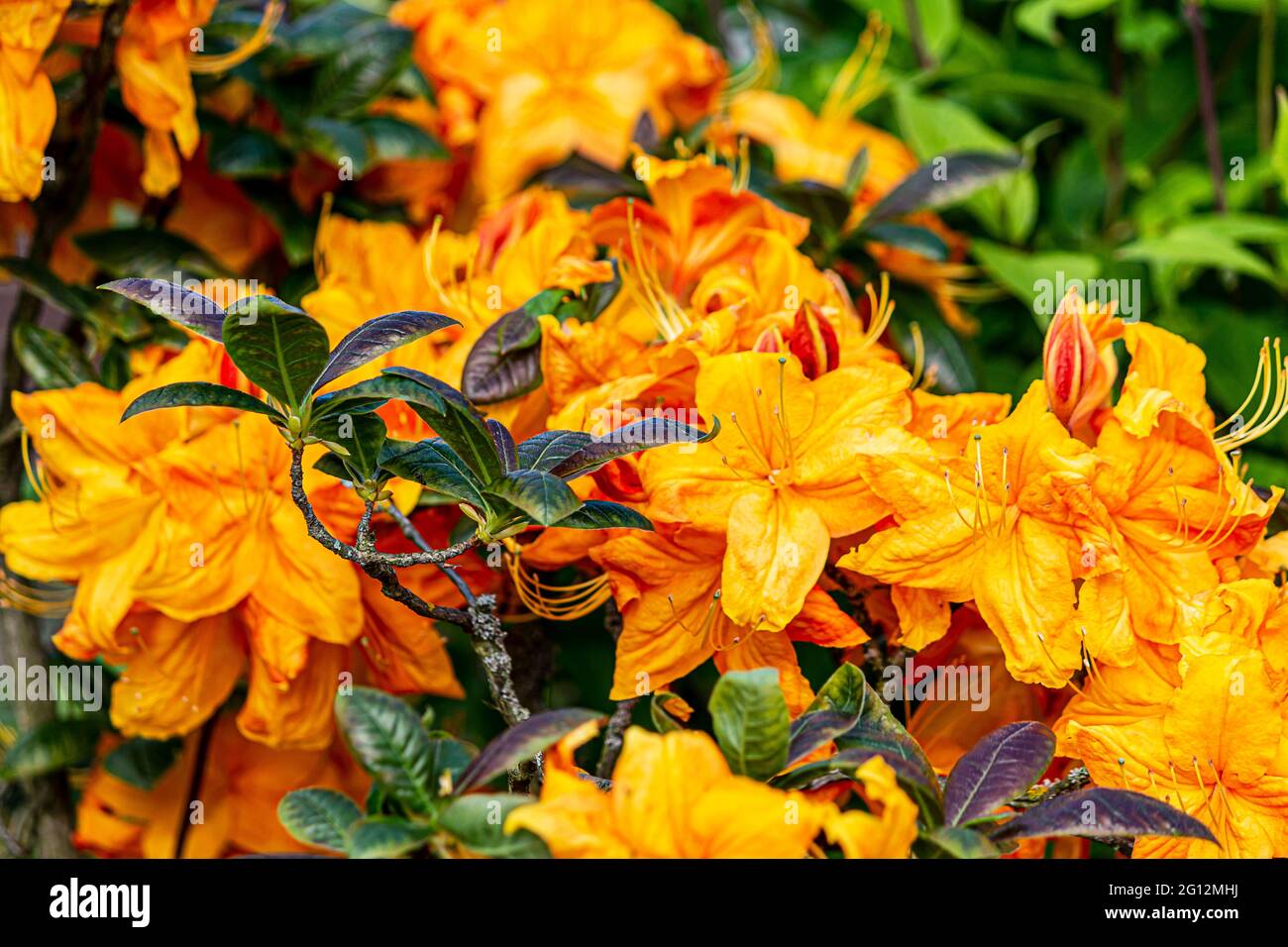 Azalea amarilla y naranja en un jardín Fotografía de stock - Alamy