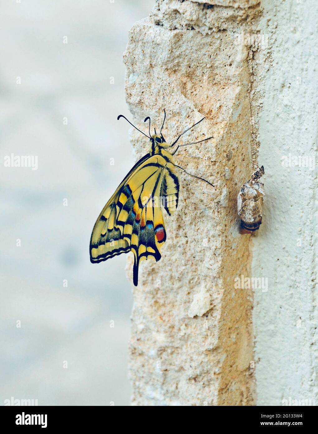 Primer plano de una mariposa de cola de peralera Papilio machaon con vista lateral en Chipre Foto de stock