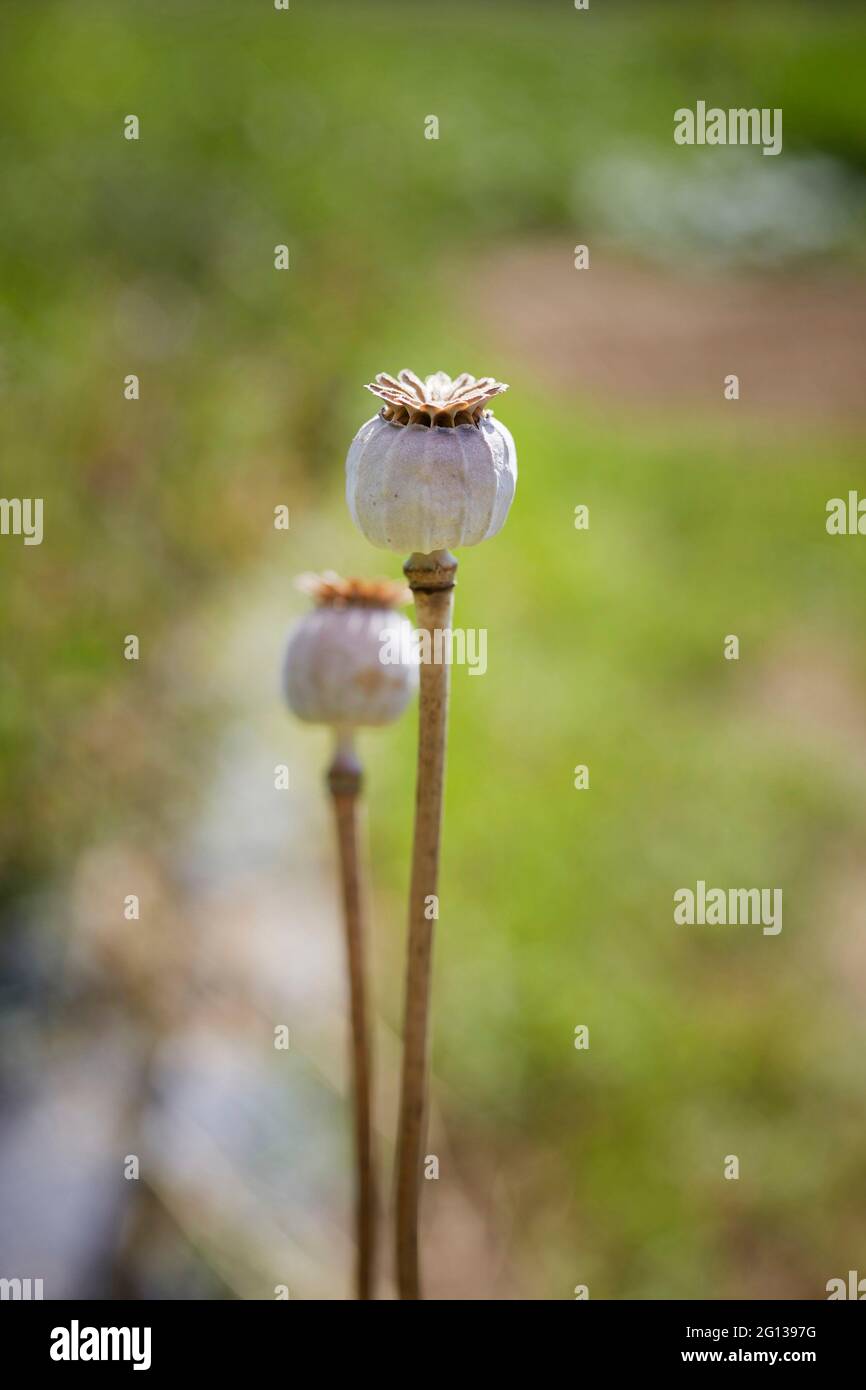 Un par de vainas de semilla de amapola en un campo verde. Foto de stock