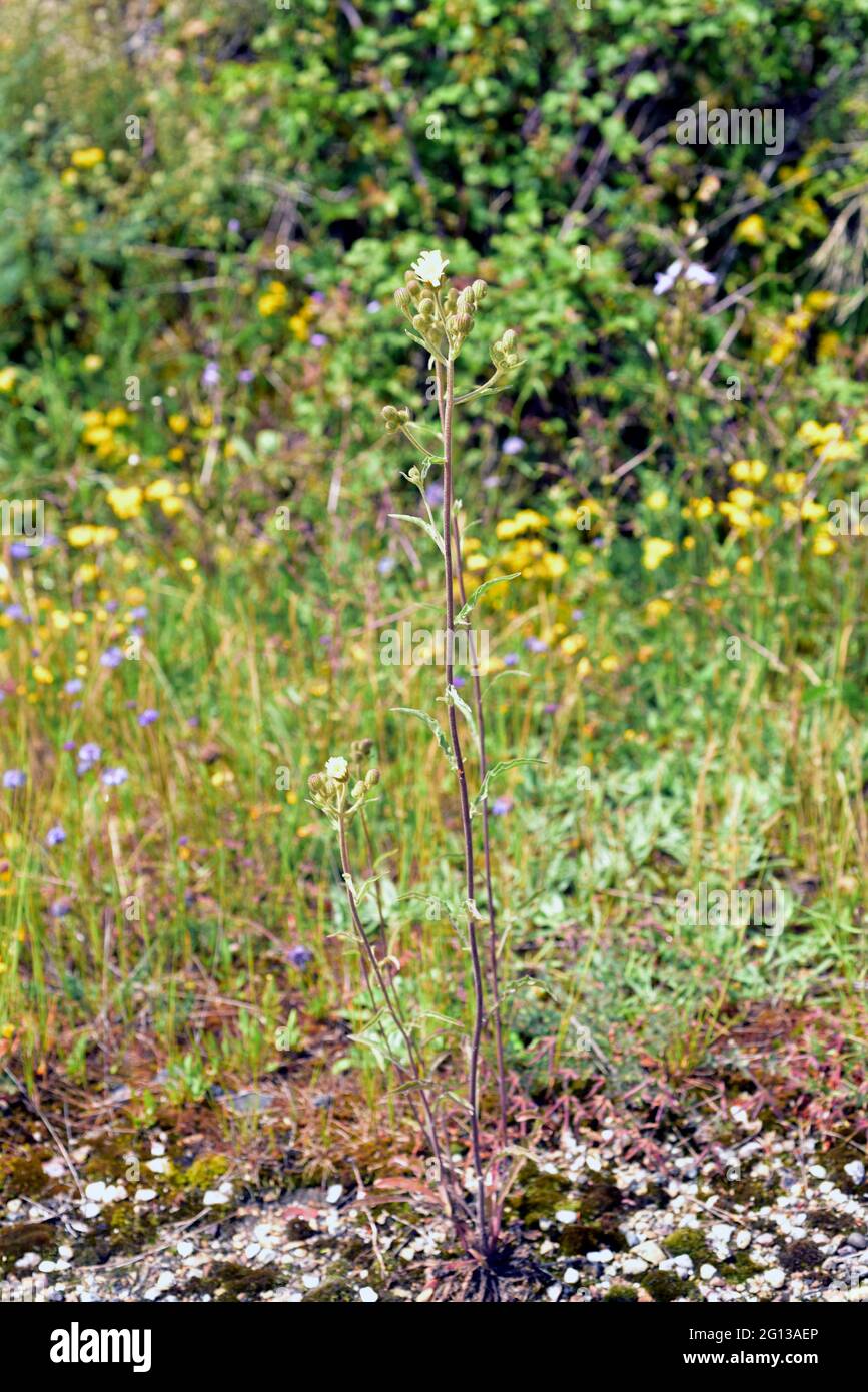 La cerraja lanuda (Andryala integrifolia) es una hierba medicinal anual o perenne nativa del suroeste de Europa, norte de África y Macaronesia. Esto Foto de stock