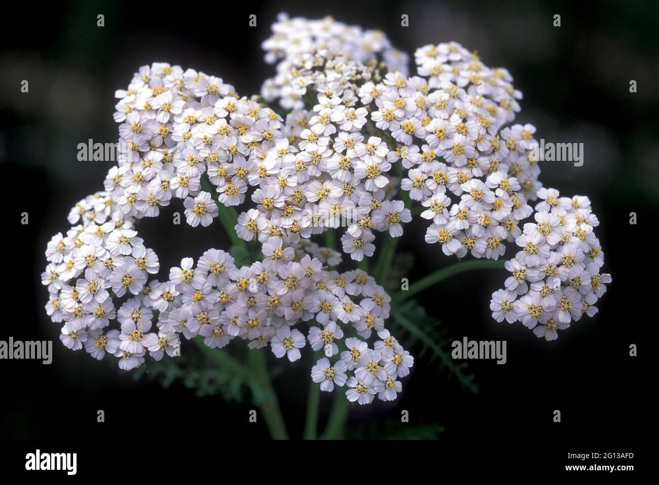 Yarrow (Achillea millefolium) es una planta medicinal perenne nativa de Europa, Asia y Norteamérica. Esta foto fue tomada en Val d'Aran, Lleida, Foto de stock