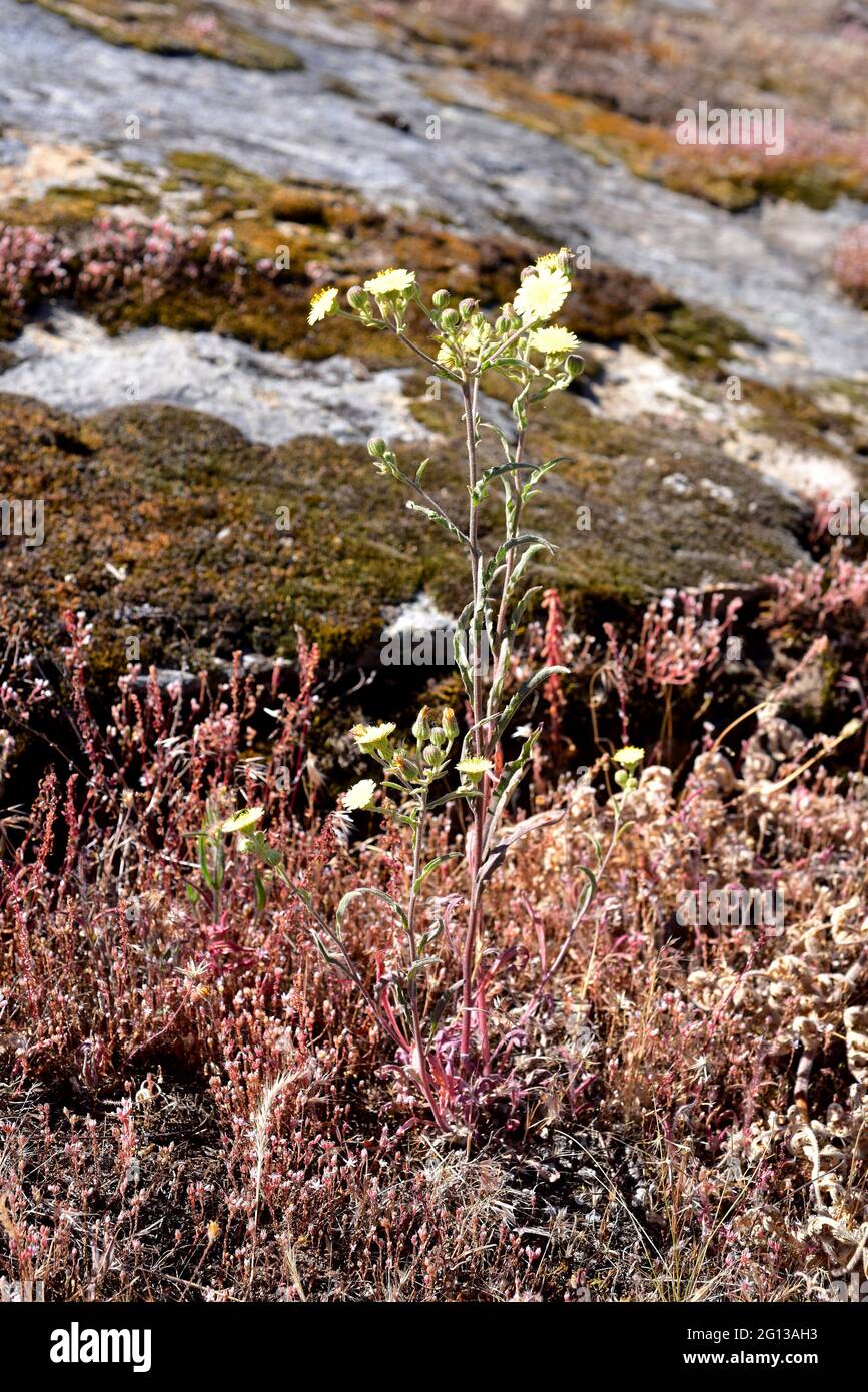 La cerraja lanuda (Andryala integrifolia) es una hierba medicinal anual o perenne nativa del suroeste de Europa, norte de África y Macaronesia. Esto Foto de stock