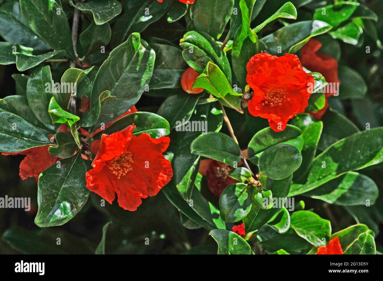 punica granatum granada cerca de flores Foto de stock