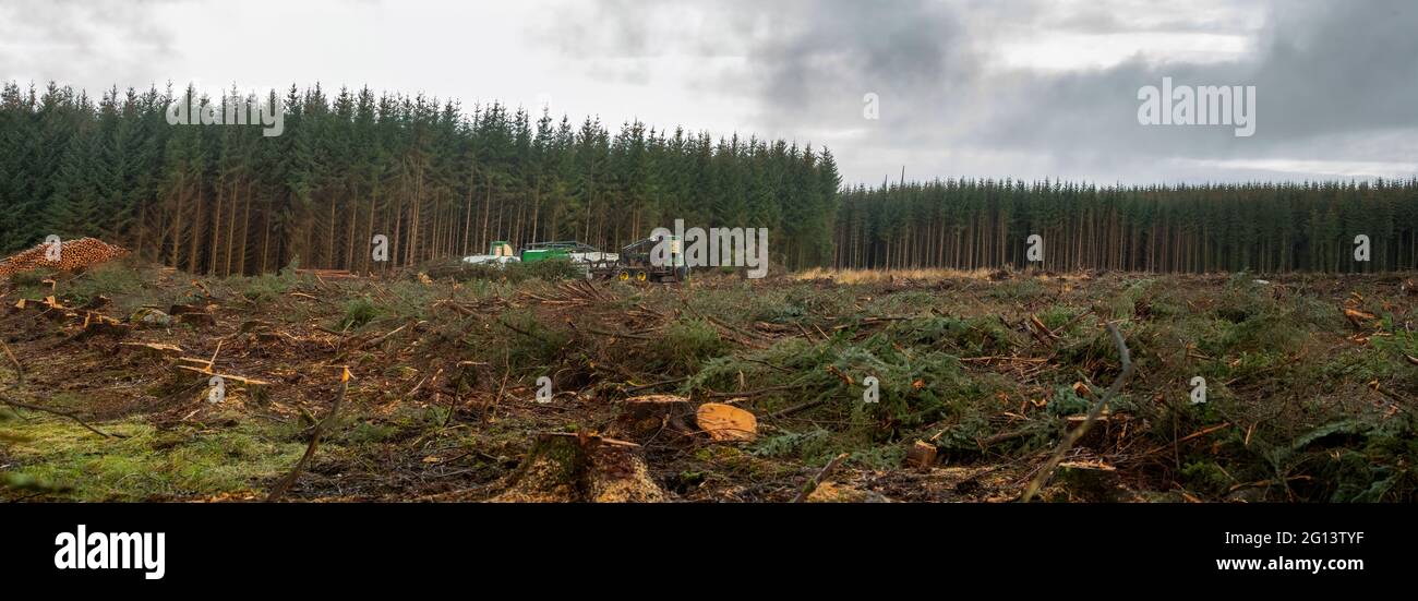Deforestación en los bosques de Escocia Foto de stock