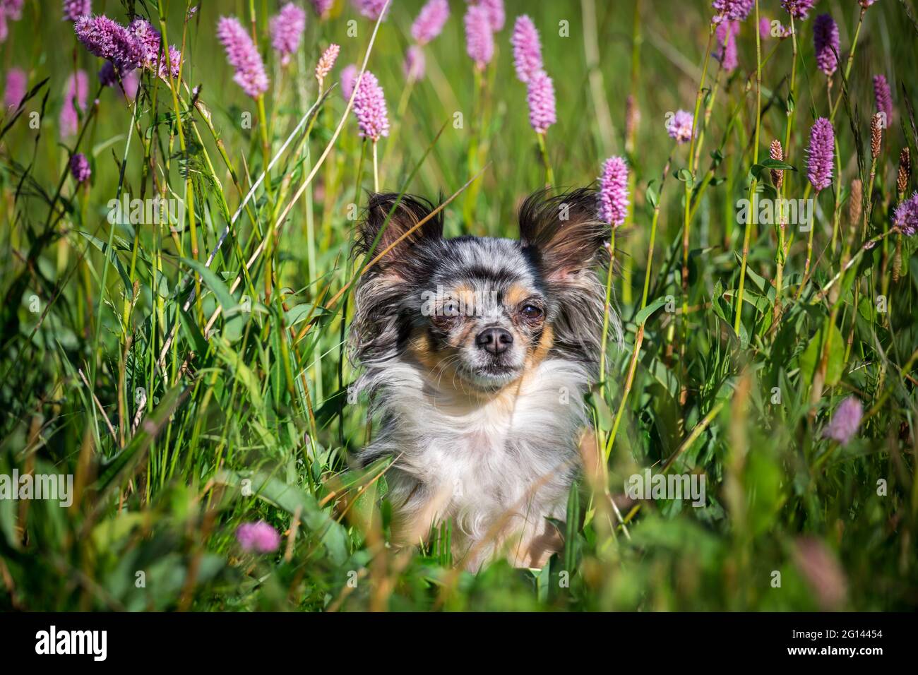 Flor de chihuahua fotografías e imágenes de alta resolución - Alamy