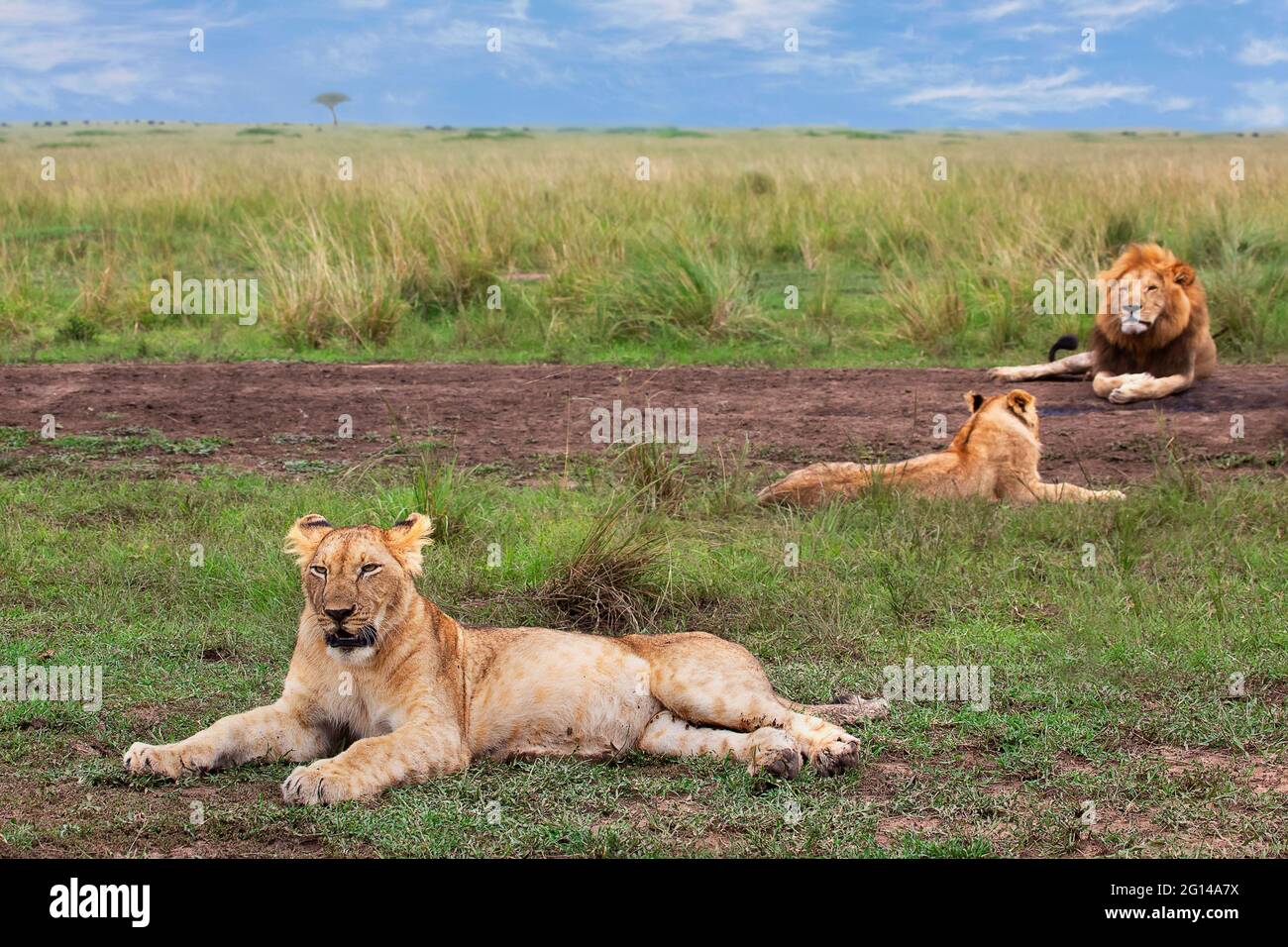 Leones sentados y descansando en Maasai Mara, Kenia Foto de stock