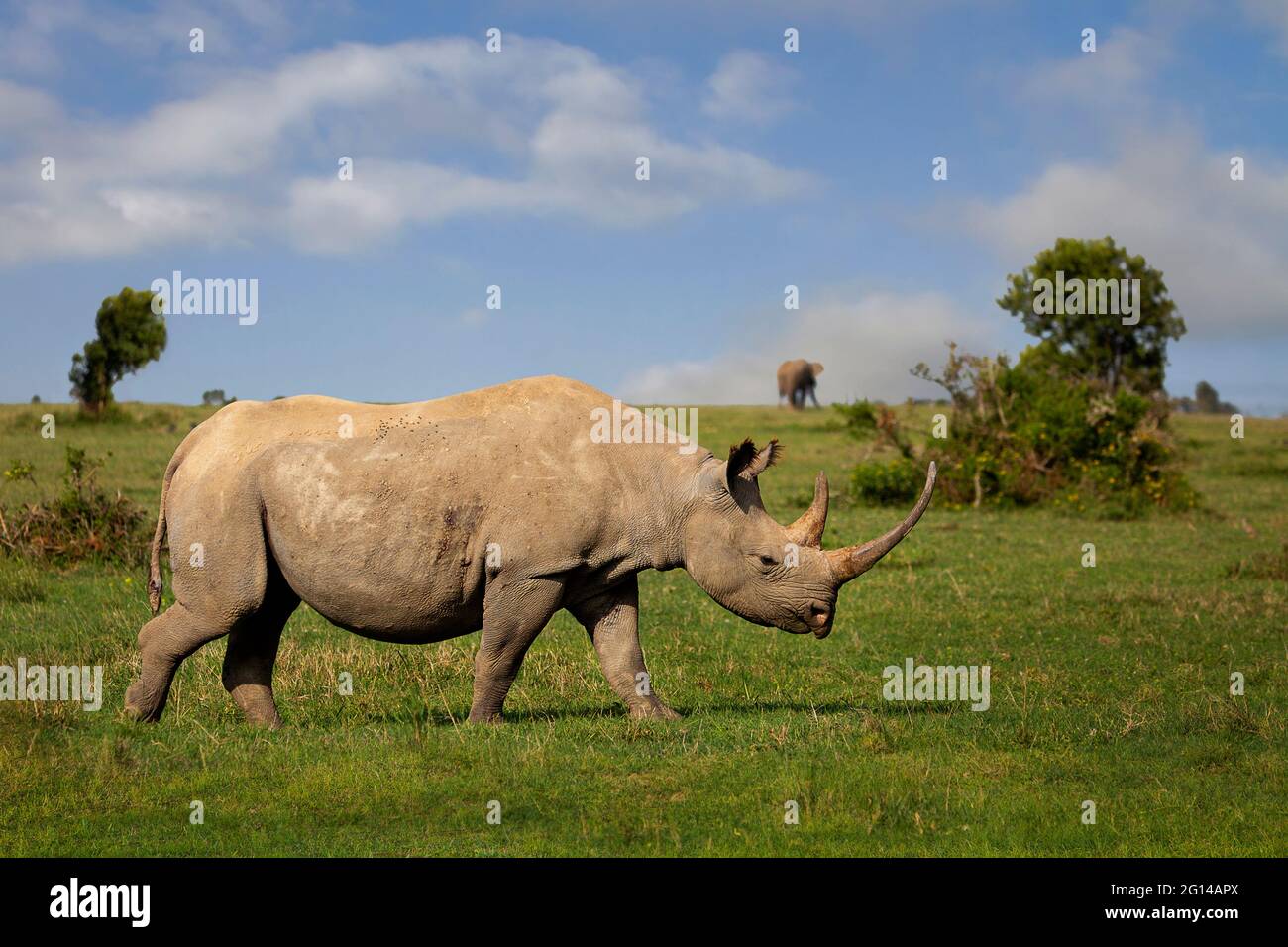 Rinoceronte en Sweetwaters, Ol Pejeta, Kenia, África Foto de stock