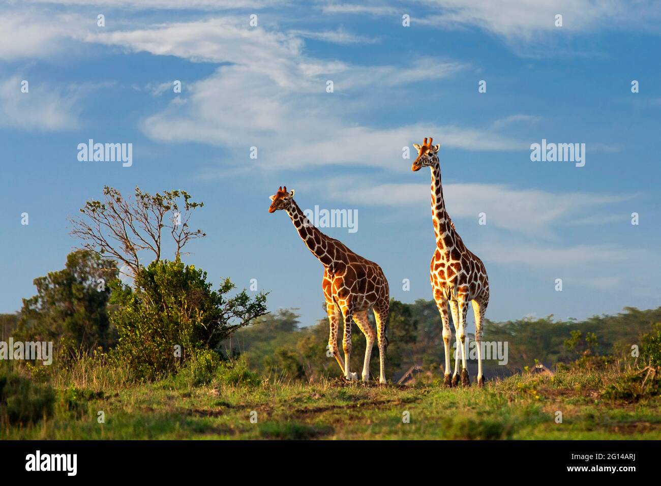 Jirafas reticuladas en Sweetwaters, Ol Pejeta, Kenia, África Foto de stock