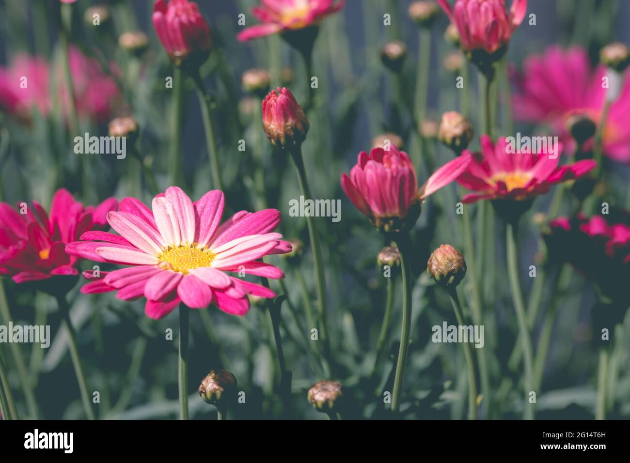 Marco completo de fondo de flores silvestres con bonitas margaritas rosas  floreciendo entre la hierba con espacio de copia Fotografía de stock - Alamy
