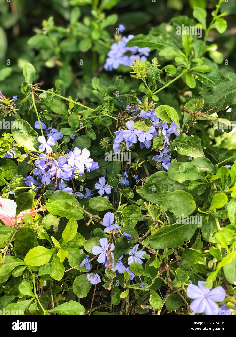 Flores Púrpura con Hojas Verdes: Primer plano de delicadas flores silvestres  lilas en un soleado día de verano rodeado de hojas verdes brillantes  Fotografía de stock - Alamy