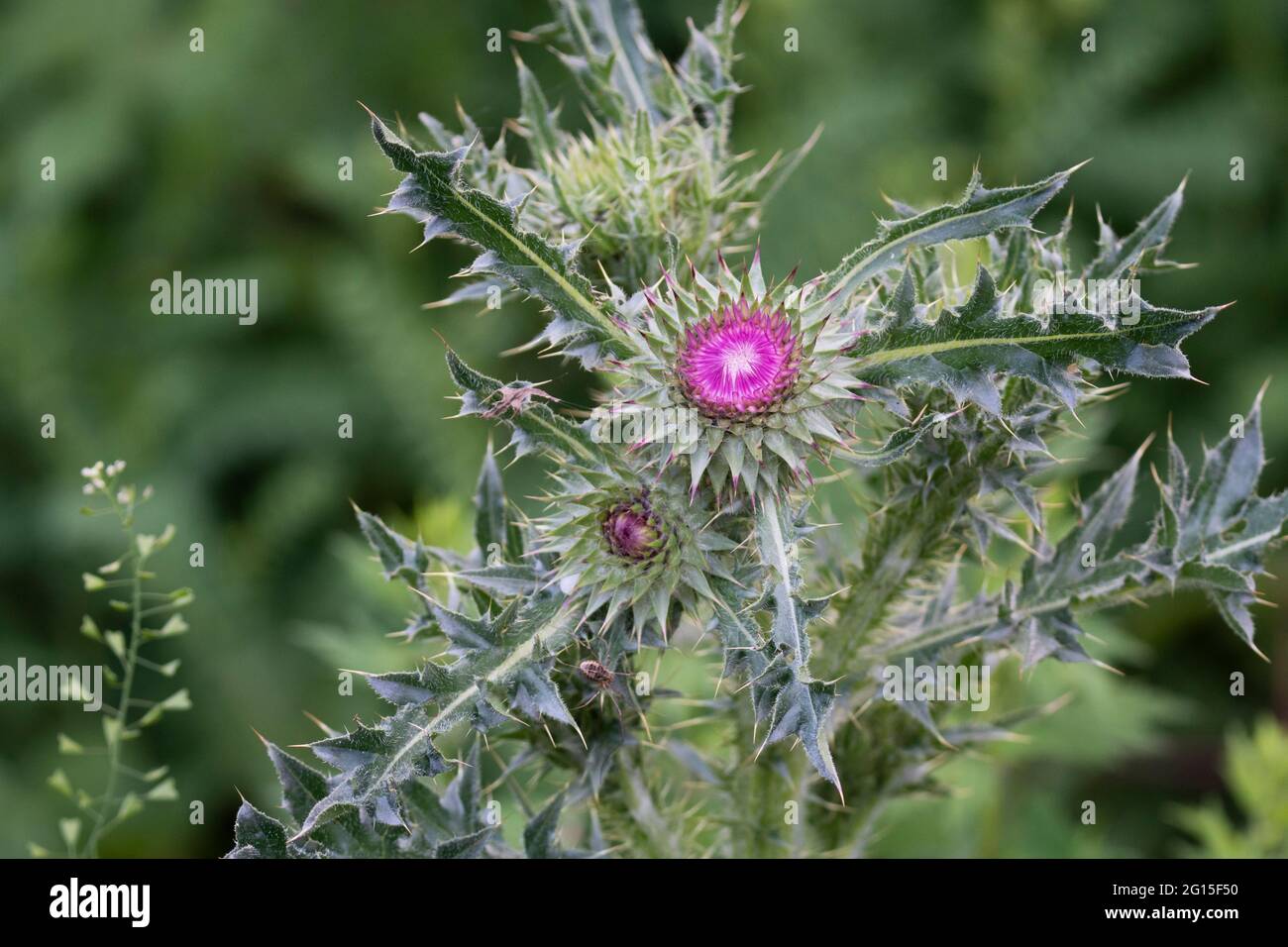 La gran flor morada del cardo mariano o Silybum marianum Cardo bendito  florece en los jardines ingleses en Winnipeg Fotografía de stock - Alamy