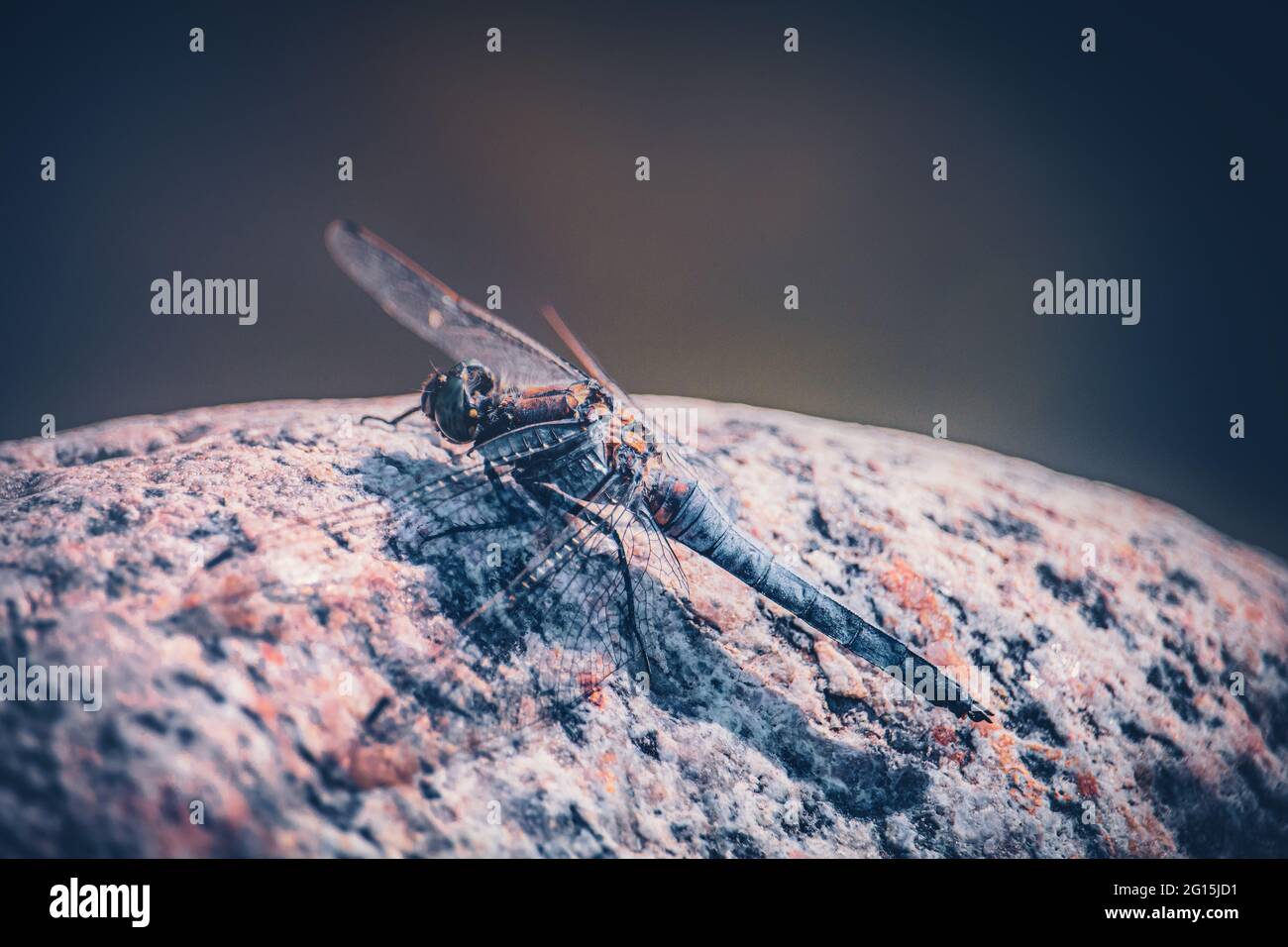 Macro foto de una libélula sentada sobre una piedra caliente y tomando el sol en verano. Libélula De lujo De cerca Insecta de Odonata Insecta. Foto de stock