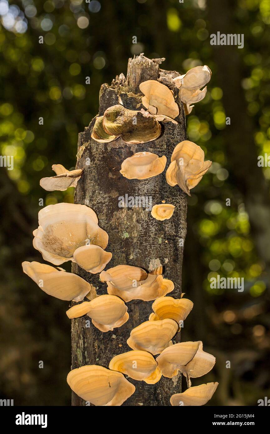 Grupo de hongos que crecen en un tronco de árbol muerto Foto de stock