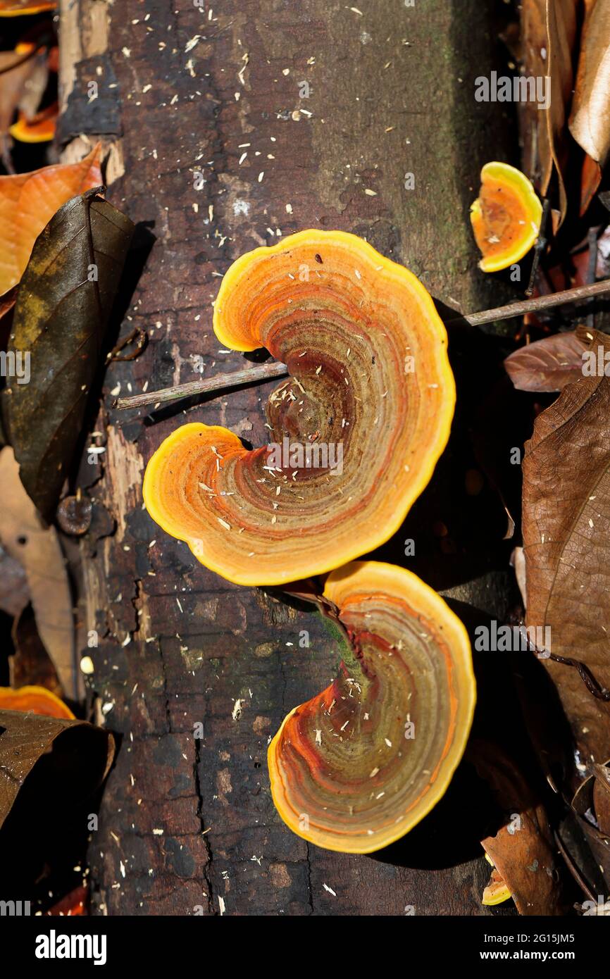 Vista superior de un grupo de hongos que crecen en un tronco de árbol muerto Foto de stock